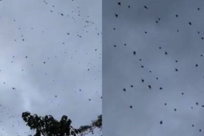 Terrifying ‘spider rain’ leaves town on alert as phenomenon explained