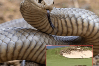 WATCH: Terrifying moment a giant 3-meter-long venomous snake slithers across a golf course, scaring onlookers