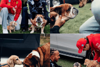 Meet Roscoe, Lewis Hamilton’s beloved bulldog and F1 paddock star