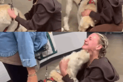 Difficulty upon difficulty: Kelsea Ballerini urges fans to support her dog Dibs after he unexpectedly undergoes surgery for ‘heart cancer’