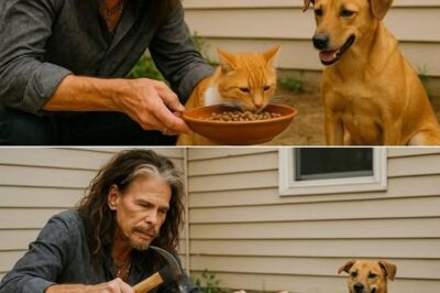 BREAKING: Steven Tyler Launches $1 Million Cat Rescue Sanctuary
