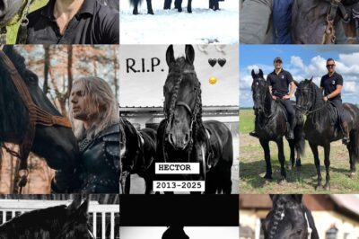 The beautiful horse that played Geralt’s second Roach in the Witcher Season 2 and 3 has sadly passed away.