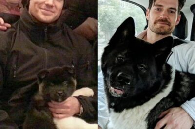 Henry Cavill Reveals His 60kg Akita “Saved” His Sanity as Hollywood Fame Crushed Him, Leaving Even Witcher Crew Silent at His Confession