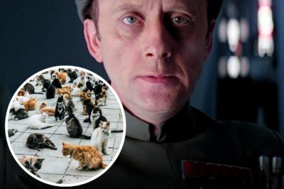 Star Wars and Life Of Brian actor, 87, left bulk of £720,000 fortune to sister, close friends and cats home