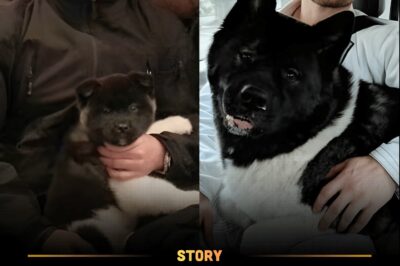 “He Literally Saved My Mind.” WATCH Henry Cavill’s 1-Minute TV Show Confession About His Dog Kal Unveils A Deeply Vulnerable Family Truth.