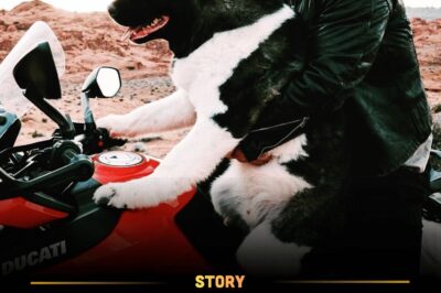 Henry Cavill Spent 200 Days Training His Beloved Dog Kal To Be A Therapy Hero—His Reason For “Healing Souls Through Pure, Unconditional Love” Is Leaving Fans In Awe.